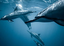 kaiyun：与云端同行的美好生活